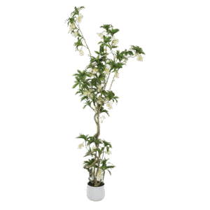 شجرة إيلايُوكاربُس الزهرية الصناعية