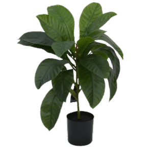 شجرة الأكيدنيا الاصطناعية