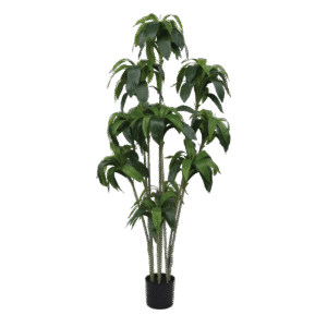 شجرة الدارسينيا الاصطناعية