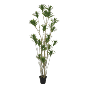 شجرة الدراسينا ريفليكسا الاصطناعية