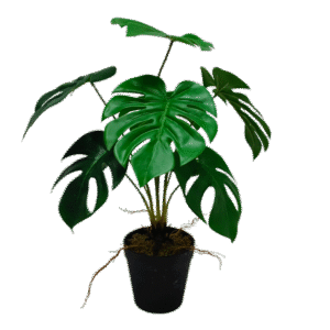 بونساي مونستيرا اصطناعي