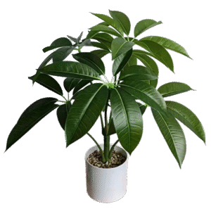 شجرة الشيفليرا الاصطناعية