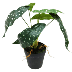 نبتة البيغونيا الاصطناعية مع أصيص