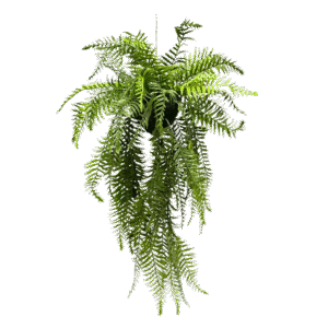 نبتة السرخس الاصطناعية المعلقة مع كرة طينية