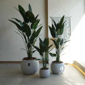 عصفور الجنة اصطناعي مع حوض فايبر كلاي