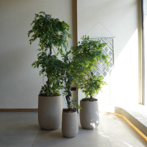 شجرة فايكس اصطناعية مع حوض فايبر كلاي بيج