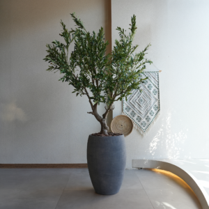 شجرة زيتون اصطناعية ضخمة مع حوض GRC فاخر